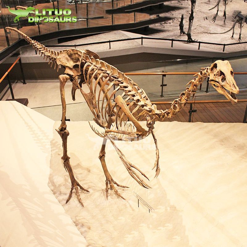 Skeletru tal-Ornithomimus