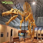Spinosaurus Skeleton